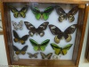W Muzeum Motyli i Innych Insektów w La Ceiba; Honduras