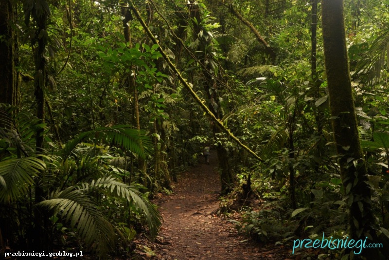 W Parku Narodowym Arenal Vulcano; Kostaryka