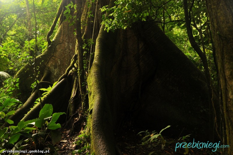 The Ceibo Tree - w Parku Narodowym Arenal Vulcano; Kostaryk