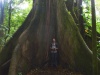 The Ceibo Tree - w Parku Narodowym Arenal Vulcano; Kostaryk