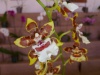 Wystawa orchidei podczas Święta Orchidei w Concepción; Boliwia