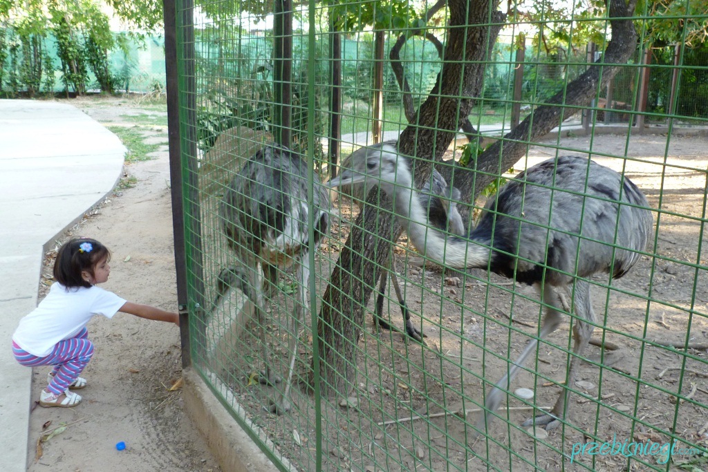 W Jardín Zoológico w Santa Cruz de la Sierra; Boliwia