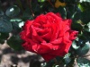 Ogród różany w Hamilton Gardens - Hamilton; Nowa Zelandia
