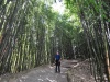 Bambusy w chińskim ogrodzie w Hamilton Gardens - Hamilton; Nowa Zelandia