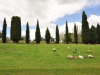 Cmentarz obok Hamilton Gardens - Hamilton; Nowa Zelandia