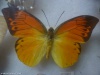 W Muzeum Motyli i Innych Insektów w La Ceiba; Honduras
