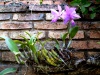 Fioletowe orchidee - znak rozpoznawczy Concepción; Boliwia