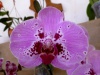 Wystawa orchidei podczas Święta Orchidei w Concepción; Boliwia
