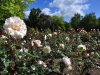 Ogród różany w Hamilton Gardens - Hamilton; Nowa Zelandia